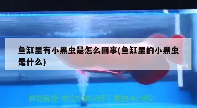 魚缸里有小黑蟲是怎么回事(魚缸里的小黑蟲是什么) 水族品牌