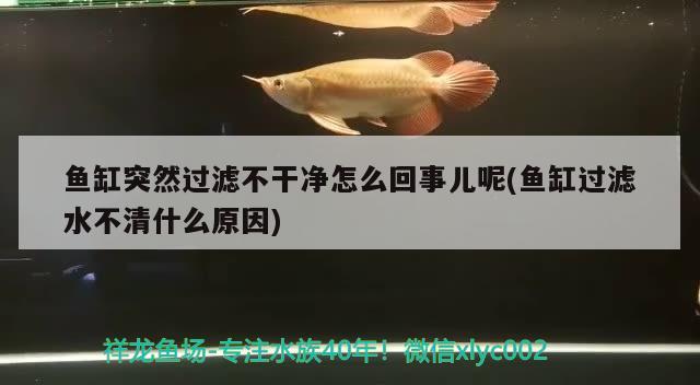 魚缸突然過濾不干凈怎么回事兒呢(魚缸過濾水不清什么原因) 羅漢魚