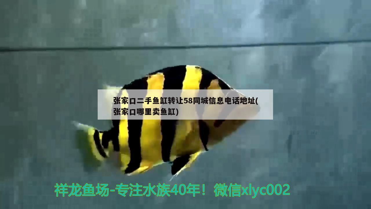 張家口二手魚(yú)缸轉(zhuǎn)讓58同城信息電話地址(張家口哪里賣(mài)魚(yú)缸) 觀賞魚(yú)水族批發(fā)市場(chǎng)