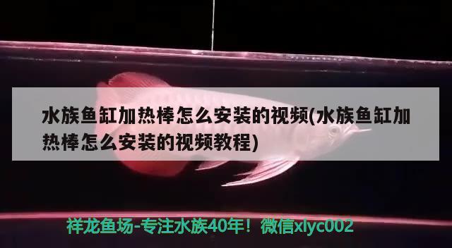 水族魚缸加熱棒怎么安裝的視頻(水族魚缸加熱棒怎么安裝的視頻教程) 噴點菠蘿魚