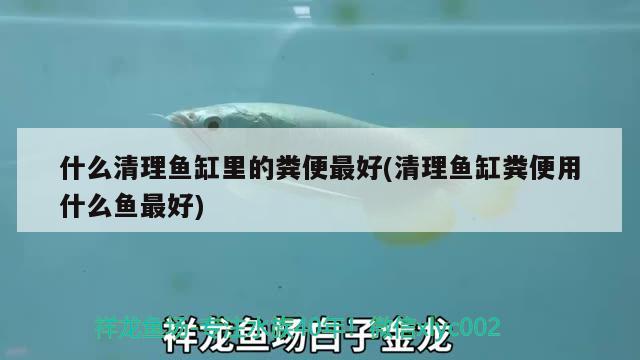 什么清理魚缸里的糞便最好(清理魚缸糞便用什么魚最好)