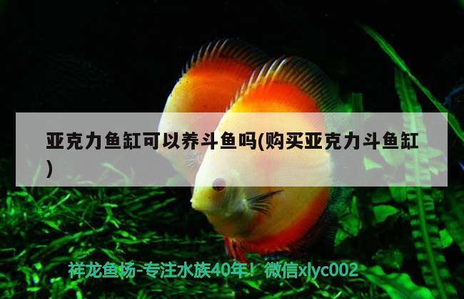 亞克力魚缸可以養(yǎng)斗魚嗎(購買亞克力斗魚缸)