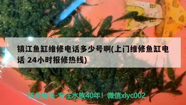 鎮(zhèn)江魚缸維修電話多少號(hào)啊(上門維修魚缸電話24小時(shí)報(bào)修熱線) 戰(zhàn)車紅龍魚