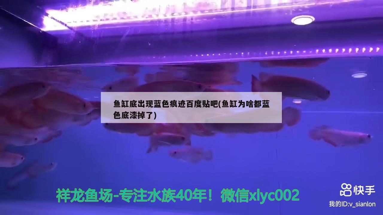 魚缸底出現(xiàn)藍色痕跡百度貼吧(魚缸為啥都藍色底漆掉了)