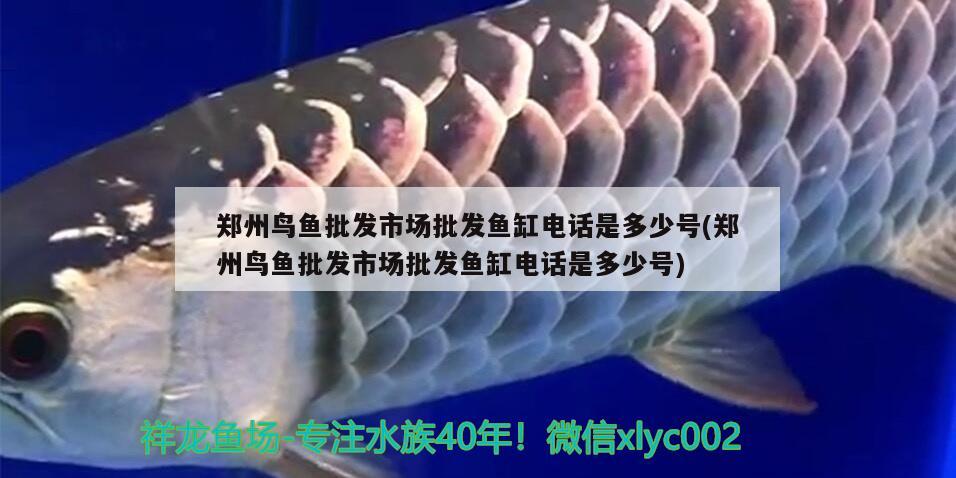 鄭州鳥魚批發(fā)市場(chǎng)批發(fā)魚缸電話是多少號(hào)(鄭州鳥魚批發(fā)市場(chǎng)批發(fā)魚缸電話是多少號(hào)) 細(xì)線銀版魚