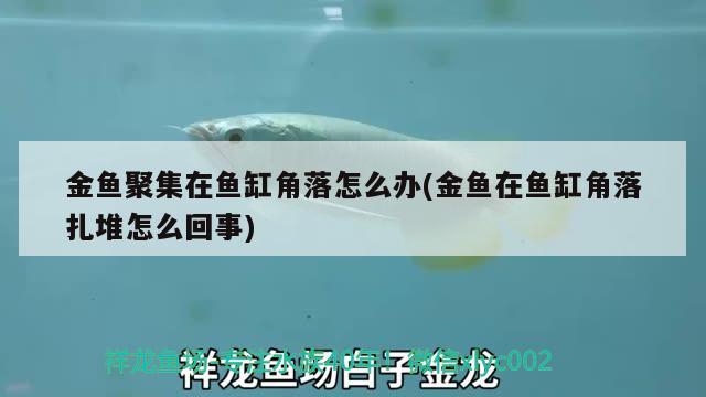 金魚聚集在魚缸角落怎么辦(金魚在魚缸角落扎堆怎么回事) 白化火箭魚