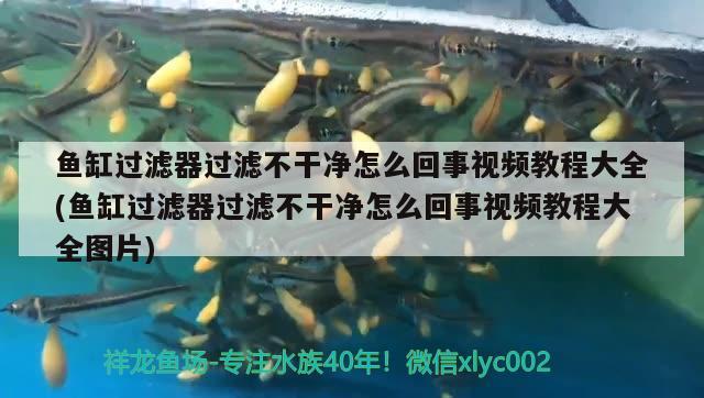 魚缸過濾器過濾不干凈怎么回事視頻教程大全(魚缸過濾器過濾不干凈怎么回事視頻教程大全圖片) 星點(diǎn)金龍魚