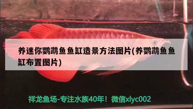 養(yǎng)迷你鸚鵡魚魚缸造景方法圖片(養(yǎng)鸚鵡魚魚缸布置圖片)