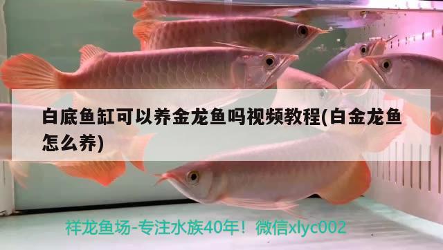 白底魚缸可以養(yǎng)金龍魚嗎視頻教程(白金龍魚怎么養(yǎng)) 祥龍龍魚魚糧