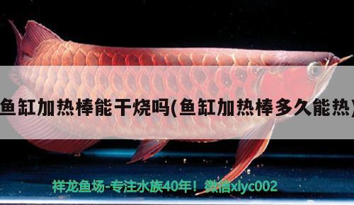 魚(yú)缸加熱棒能干燒嗎(魚(yú)缸加熱棒多久能熱) 斑馬鴨嘴魚(yú)