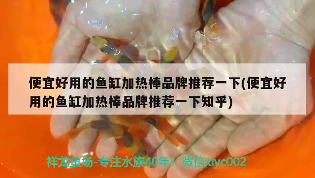 便宜好用的魚缸加熱棒品牌推薦一下(便宜好用的魚缸加熱棒品牌推薦一下知乎) 蝴蝶鯉