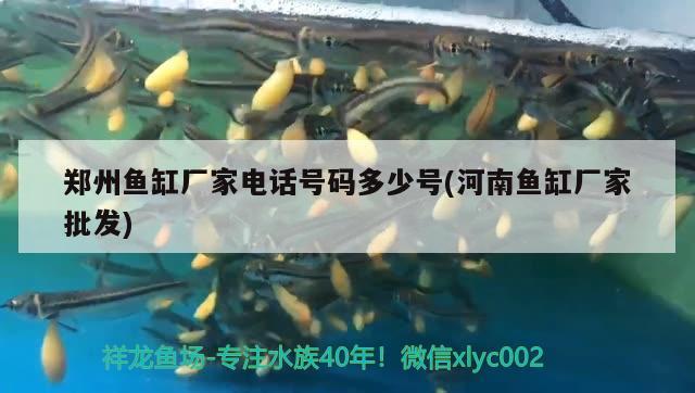 鄭州魚缸廠家電話號碼多少號(河南魚缸廠家批發(fā)) 祥龍赫舞紅龍魚