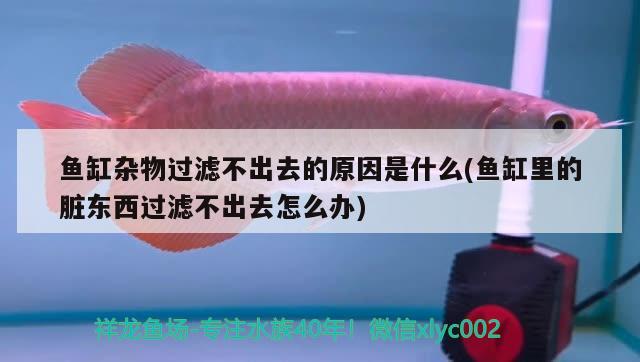 魚缸雜物過濾不出去的原因是什么(魚缸里的臟東西過濾不出去怎么辦) 虎魚百科