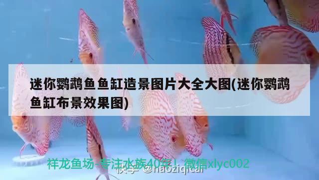 迷你鸚鵡魚魚缸造景圖片大全大圖(迷你鸚鵡魚缸布景效果圖)