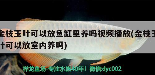 金枝玉葉可以放魚缸里養(yǎng)嗎視頻播放(金枝玉葉可以放室內養(yǎng)嗎)