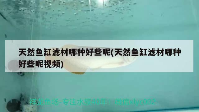 天然魚(yú)缸濾材哪種好些呢(天然魚(yú)缸濾材哪種好些呢視頻) 翡翠鳳凰魚(yú)