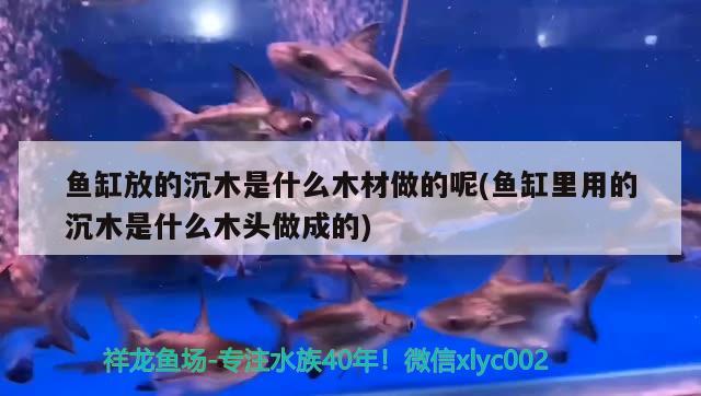 魚缸放的沉木是什么木材做的呢(魚缸里用的沉木是什么木頭做成的)