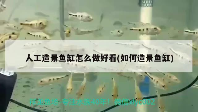 人工造景魚缸怎么做好看(如何造景魚缸)