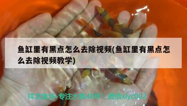 魚缸里有黑點怎么去除視頻(魚缸里有黑點怎么去除視頻教學)