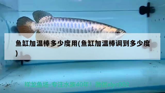 魚(yú)缸加溫棒多少度用(魚(yú)缸加溫棒調(diào)到多少度) 銀龍魚(yú)百科 第2張