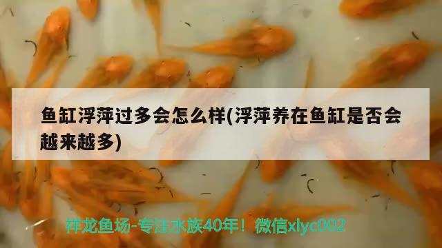 魚缸浮萍過多會怎么樣(浮萍養(yǎng)在魚缸是否會越來越多) 福虎/異型虎魚/純色虎魚