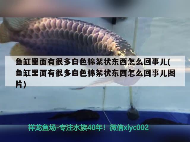 魚(yú)缸里面有很多白色棉絮狀東西怎么回事兒(魚(yú)缸里面有很多白色棉絮狀東西怎么回事兒圖片) 慈雕魚(yú)