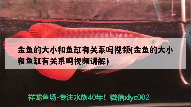 金魚(yú)的大小和魚(yú)缸有關(guān)系嗎視頻(金魚(yú)的大小和魚(yú)缸有關(guān)系嗎視頻講解) 玫瑰銀版魚(yú)