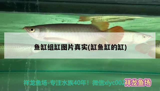 魚缸組缸圖片真實(缸魚缸的缸) 白子銀龍苗（黃化銀龍苗）