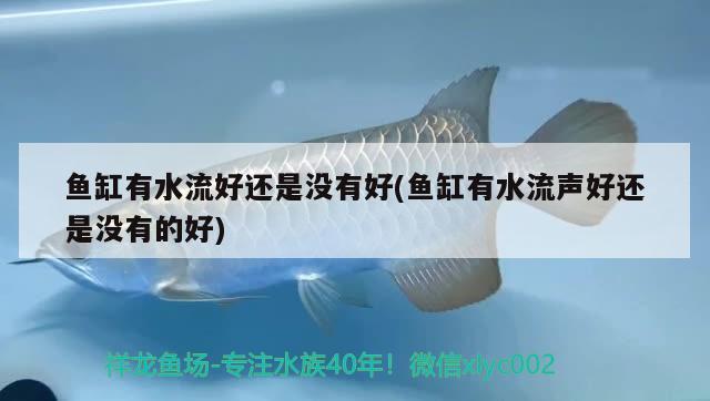 魚缸有水流好還是沒有好(魚缸有水流聲好還是沒有的好) 月光鴨嘴魚苗