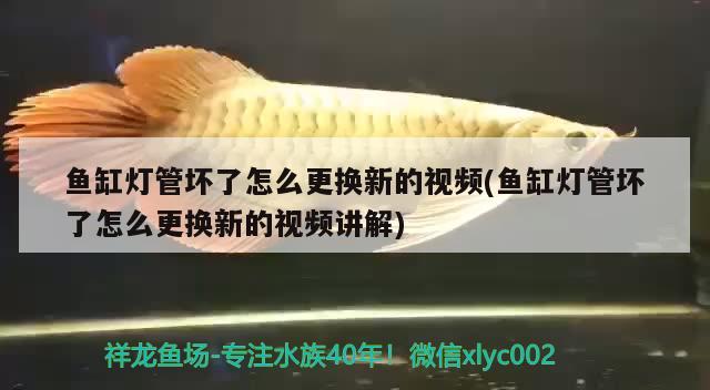 魚缸燈管壞了怎么更換新的視頻(魚缸燈管壞了怎么更換新的視頻講解)