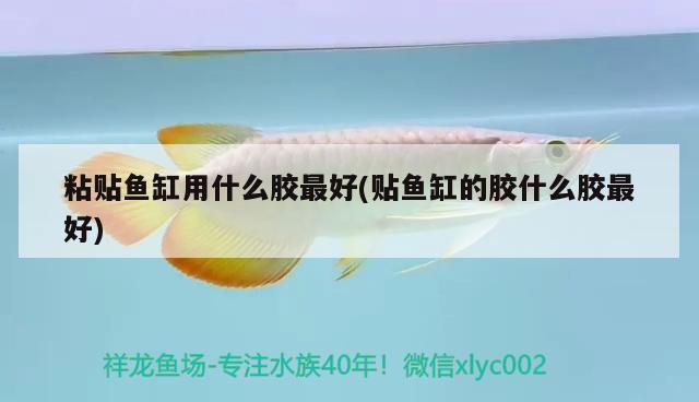 粘貼魚缸用什么膠最好(貼魚缸的膠什么膠最好)