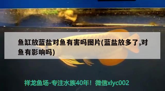 魚缸放藍鹽對魚有害嗎圖片(藍鹽放多了,對魚有影響嗎) 豬鼻龜