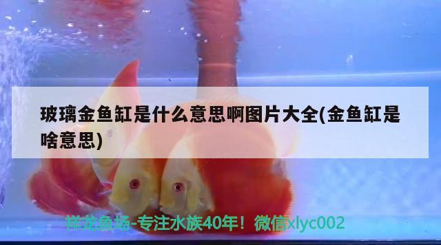 玻璃金魚缸是什么意思啊圖片大全(金魚缸是啥意思) 海水魚（海水魚批發(fā)）