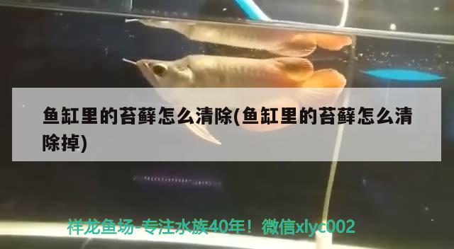 魚缸里的苔蘚怎么清除(魚缸里的苔蘚怎么清除掉) 水溫計