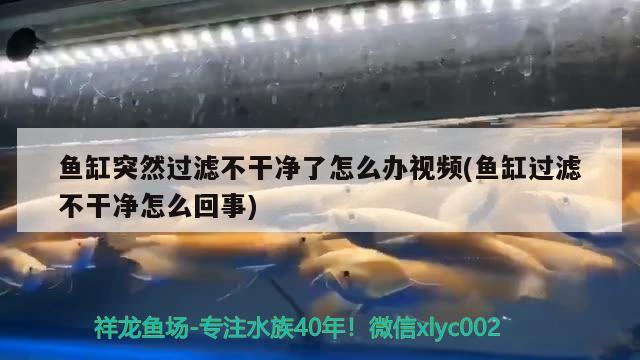 魚缸突然過濾不干凈了怎么辦視頻(魚缸過濾不干凈怎么回事) 生態(tài)瓶/創(chuàng)意缸/桌面微景缸