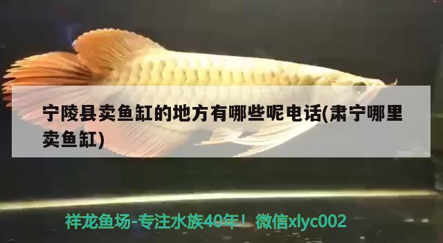 寧陵縣賣魚缸的地方有哪些呢電話(肅寧哪里賣魚缸) 金老虎魚