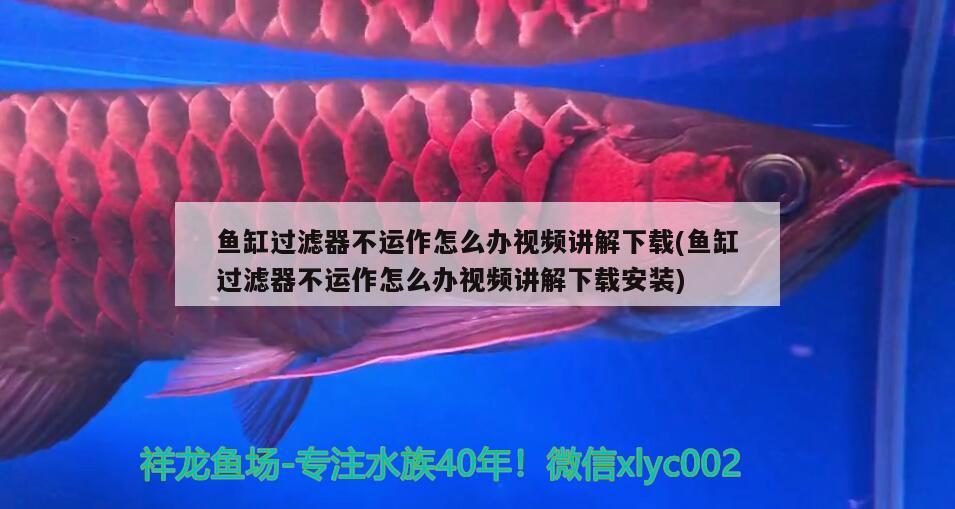 魚缸過濾器不運作怎么辦視頻講解下載(魚缸過濾器不運作怎么辦視頻講解下載安裝)