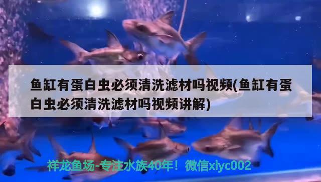 魚缸有蛋白蟲必須清洗濾材嗎視頻(魚缸有蛋白蟲必須清洗濾材嗎視頻講解) 白子銀版魚苗