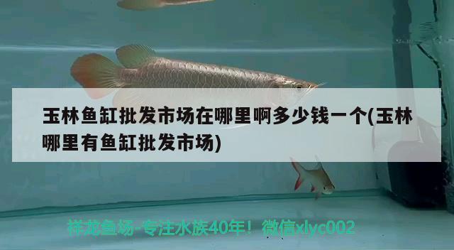 玉林魚缸批發(fā)市場在哪里啊多少錢一個(玉林哪里有魚缸批發(fā)市場) 白化火箭魚