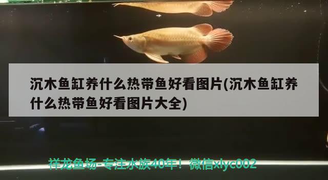 沉木魚缸養(yǎng)什么熱帶魚好看圖片(沉木魚缸養(yǎng)什么熱帶魚好看圖片大全) 招財(cái)戰(zhàn)船魚