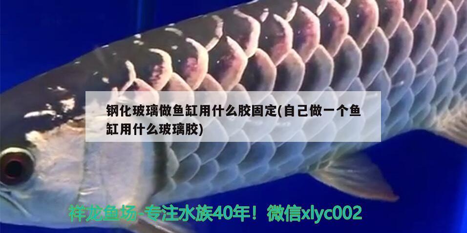 鋼化玻璃做魚缸用什么膠固定(自己做一個魚缸用什么玻璃膠)