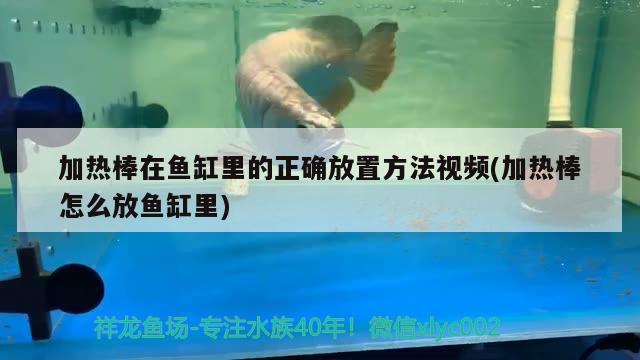 加熱棒在魚缸里的正確放置方法視頻(加熱棒怎么放魚缸里) 純血皇冠黑白魟魚