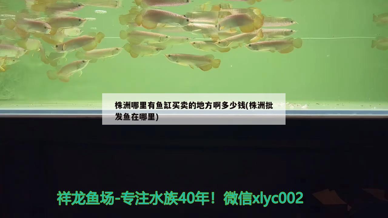 株洲哪里有魚缸買賣的地方啊多少錢(株洲批發(fā)魚在哪里) 慈雕魚