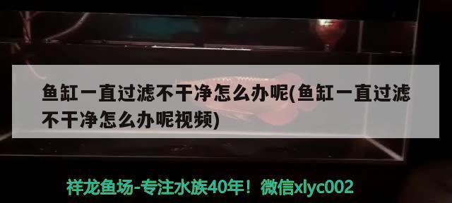 魚缸一直過濾不干凈怎么辦呢(魚缸一直過濾不干凈怎么辦呢視頻) 生態(tài)瓶/創(chuàng)意缸/桌面微景缸