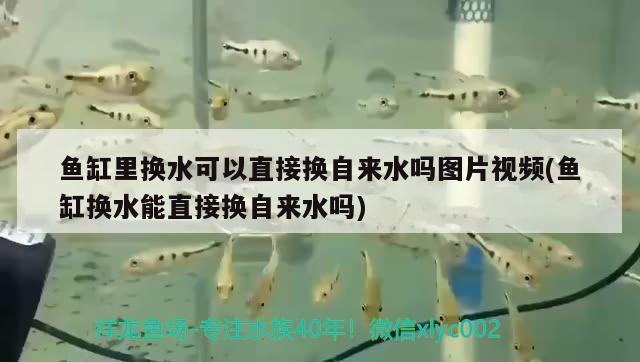 魚缸里換水可以直接換自來水嗎圖片視頻(魚缸換水能直接換自來水嗎) 其他益生菌 第2張