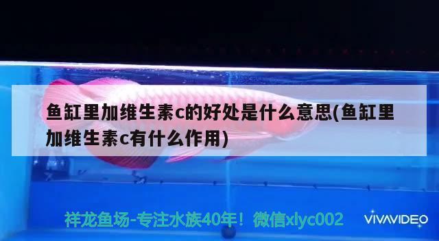 魚缸里加維生素c的好處是什么意思(魚缸里加維生素c有什么作用)