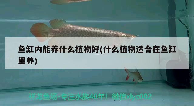 魚缸內(nèi)能養(yǎng)什么植物好(什么植物適合在魚缸里養(yǎng)) 二氧化碳設備