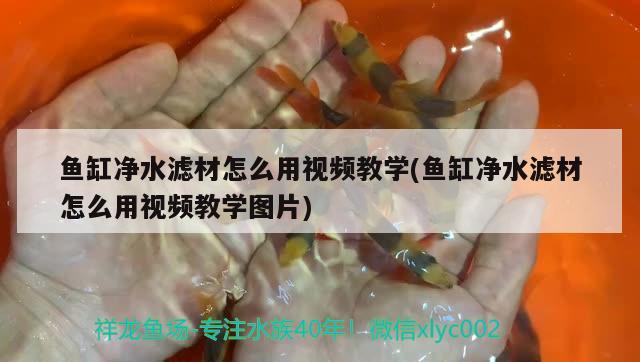 魚缸凈水濾材怎么用視頻教學(魚缸凈水濾材怎么用視頻教學圖片) 泰龐海蓮魚