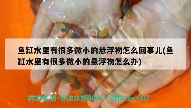 魚缸水里有很多微小的懸浮物怎么回事兒(魚缸水里有很多微小的懸浮物怎么辦)