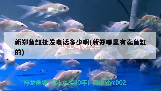 新鄭魚缸批發(fā)電話多少啊(新鄭哪里有賣魚缸的)